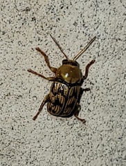 Cryptocephalus atrofasciatus