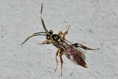 Melanichneumon