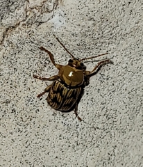 Cryptocephalus atrofasciatus