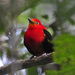 Orange-headed and Wire-tailed Manakins - Photo (c) Jerry Oldenettel, some rights reserved (CC BY-NC-SA)