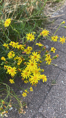 Senecio inaequidens