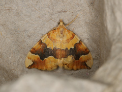 Cidaria fulvata