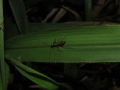 Camponotus amoris