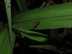 Camponotus amoris