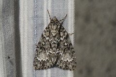 Acronicta fragilis