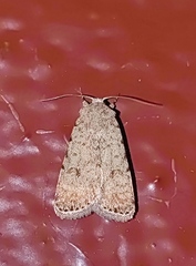 Caradrina clavipalpis