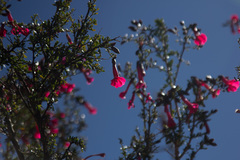 Cantua buxifolia