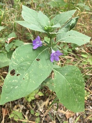 Ruellia drummondiana