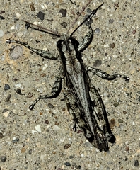 Melanoplus splendidus