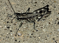 Melanoplus splendidus