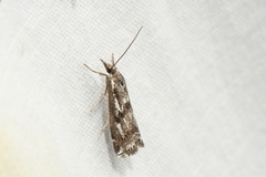 Crambus alienellus