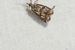 Crambus alienellus