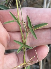 Strophostyles leiosperma