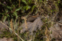 Troglodytes aedon puna