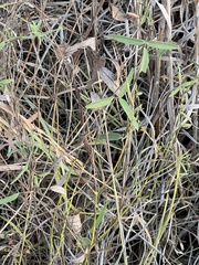 Strophostyles leiosperma