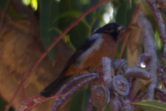 Diglossa brunneiventris