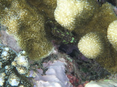 Sebastapistes cyanostigma