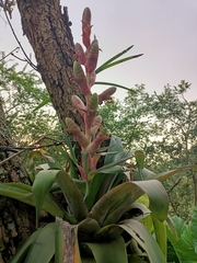 Tillandsia mooreana