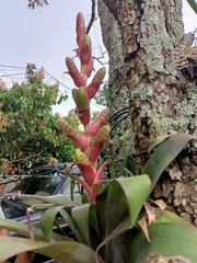 Tillandsia mooreana