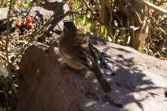 Cinclodes