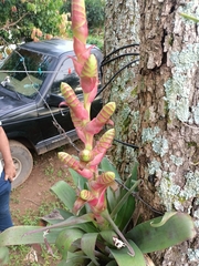 Tillandsia mooreana