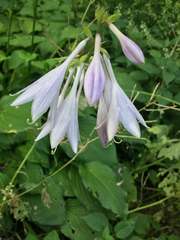 Hosta sieboldii