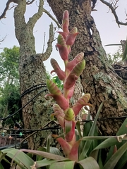 Tillandsia mooreana