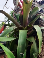 Tillandsia mooreana
