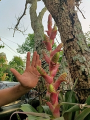 Tillandsia mooreana