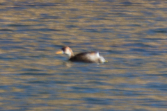 Rollandia microptera