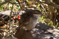 Cinclodes
