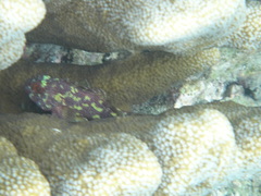 Sebastapistes cyanostigma