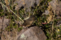 Troglodytes aedon puna