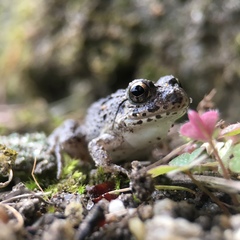 Fejervarya kawamurai