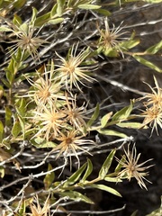 Brickellia frutescens