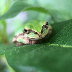 Hyla japonica