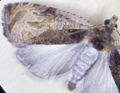 Olethreutes clavana