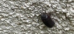 Armadillidium vulgare