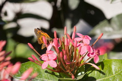 Hesperiidae