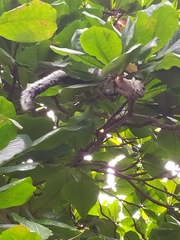 Sciurus variegatoides dorsalis