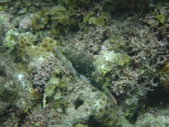 Canthigaster bennetti