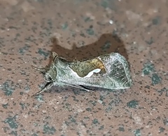 Macdunnoughia confusa