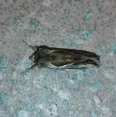 Macdunnoughia confusa