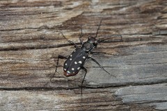 Cicindela sedecimpunctata