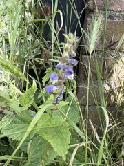 Scutellaria altissima
