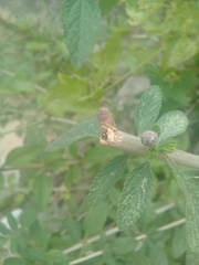 Hyperaspis connectens