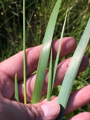 Xyris laxifolia iridifolia