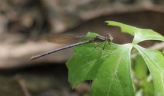 Argia sedula