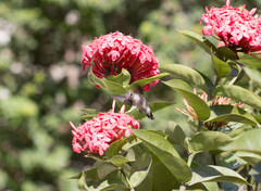 Mellisuga minima
