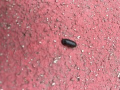 Armadillidium vulgare